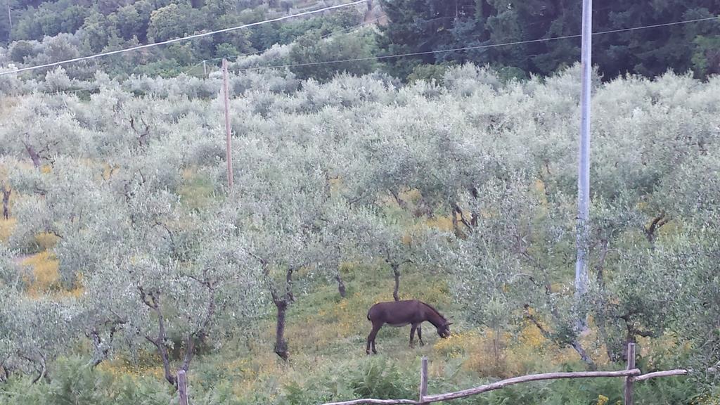 Podere"Sulle Soglie Del Bosco" Appartament And Rooms Pescia Bagian luar foto